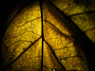 Obraz premium macro selective focus texture of dry leaf with different colour of light