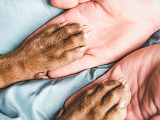 Man's hands holding paws of a small puppy. Close-up, indoor. Day light. Concept of care, education,...