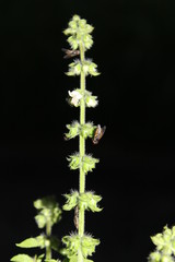 flies landed on basil in the dark of the night