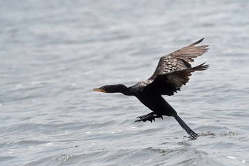 Long-tailed cormorant, Mabamba Bay, Uganda