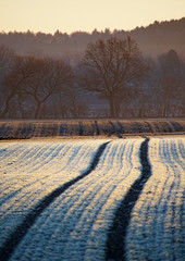 Obraz premium Bestelltes Feld im Winter mit Frost und Reifenspuren von einem Traktor die auf einen Wald zufahren