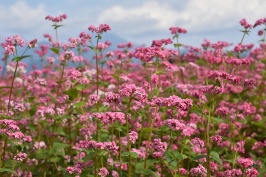 蕎麦 花 の画像 5 374 件の Stock 写真 ベクターおよびビデオ Adobe Stock