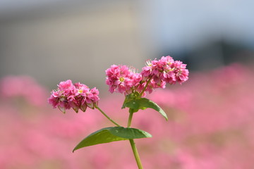 Obraz premium Ogród kwiatowy gryki