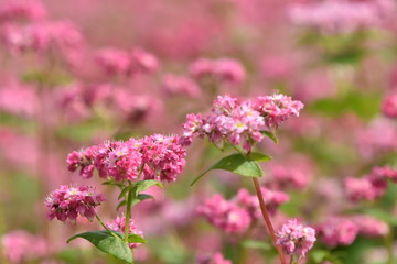 Fototapeta premium そばの花畑