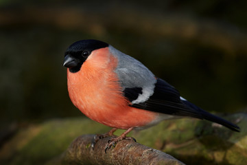 Eurasian bullfinch (Pyrrhula pyrrhula)