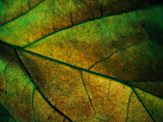 macro selective focus texture of dry leaf with different colour of light