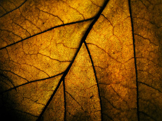 Obraz premium macro selective focus texture of dry leaf with different colour of light