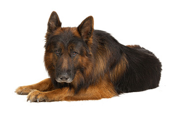 Long-haired German shepherd dog portrait studio isolated on white background