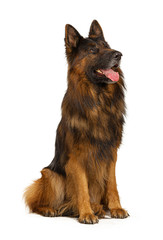Long-haired German shepherd dog portrait studio isolated on white background