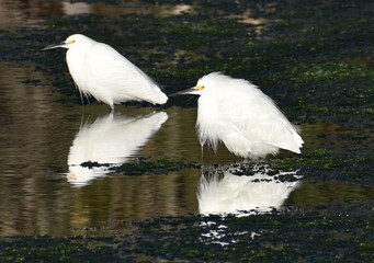 A pair of snowy egrets (Egretta thula), with slightly bedraggled and wet feathers, stand in the shallows along Elkhorn Slough in California.
