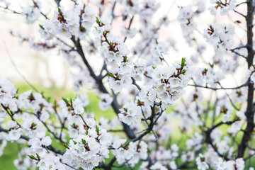 Blossoming cherry trees in spring. Sakura branches with sunlight. Nature background