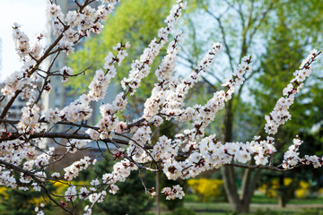 Blossoming cherry trees in spring. Sakura branches with sunlight. Nature background
