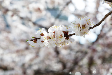 Blossoming cherry trees in spring. Sakura branches with sunlight. Nature background