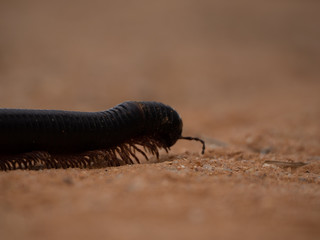 Centipede in the desert