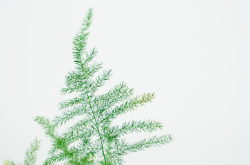 Green fern on white background with copy space