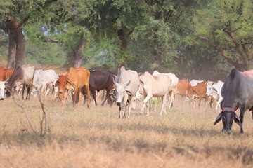 Obraz na płótnie Canvas different color cows in group