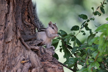 A squirrel eating berry on tree tune
