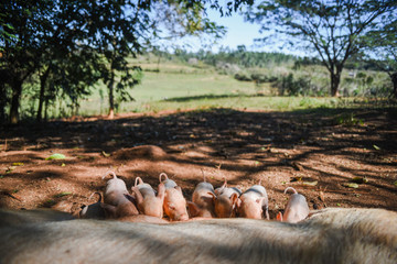 Baby pigs feeding from the mother. 