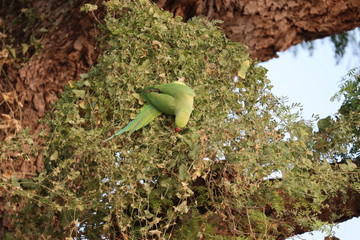 A green parrot hanging for searching fruit