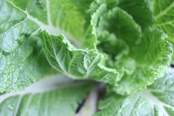 Real cabbage, young cabbage, young cabbage leaf, green leaf, young cabbage leaf pictured from above