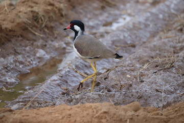 Great pose of red wattled lapwing in field