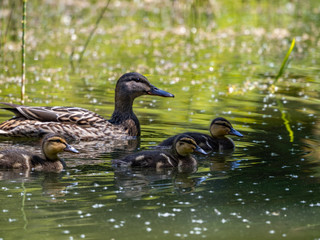 Duck Family