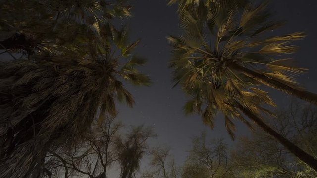 Time Lapse, Nightsky Below The Palms, Namibia