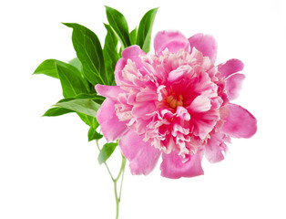 beautibeautiful pink peony flower isolated on white backgroundful pink peony flower isolated on...