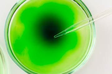 Scientific research with laboratory glass close up