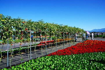  Edible Landscape Area in Xinshe Flower Sea. It's a seasonal Expo in central Taiwan.