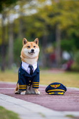 Shiba Inu wearing pilot costume