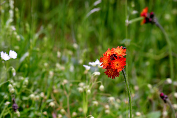 hawkweed in nature