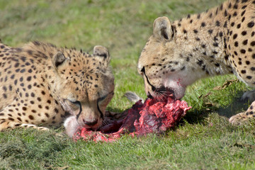 Southern cheetahs, Acinonyx jubatus jubatus