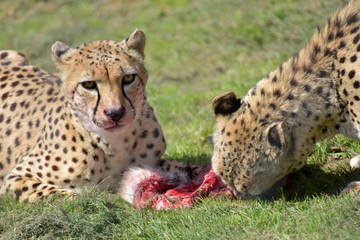 Southern cheetahs, Acinonyx jubatus jubatus