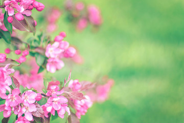 Fototapeta na wymiar Soft focused bright flowering apple tree branch covered with lot of pink flowers on blurred green background with leaves bokeh. Bright color nature spring design for any purposes with copy space. 