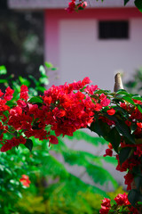 Naklejka premium Beautiful and colorful bougainvillea flowers