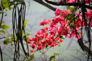 Close-up beautiful nature view of Bougainvillea flower in garden. Floral background.