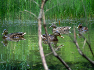 Duck family