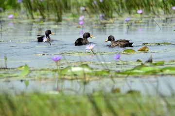 Yellow-billed ducks, Mabamba Bay, Uganda