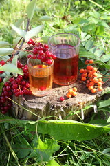 Tincture of red bird cherry and rowan