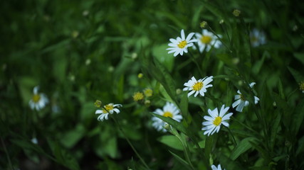 white daisy