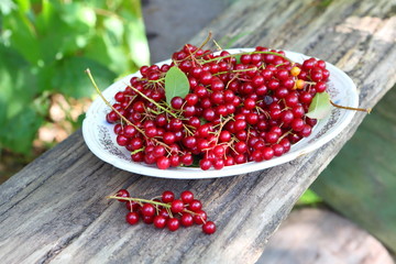 Red bird cherry in a plate