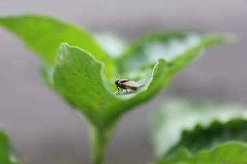 flies on the leaves