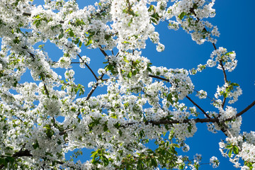 Cherry tree blossom with white flowers and blue skye background at Medborgarplatsen,  Stockholm, Sweden.
