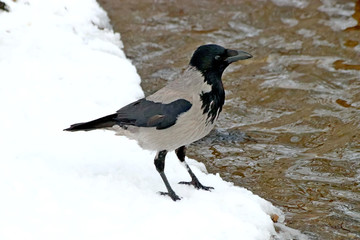 crow in snow