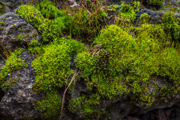 Fototapeta premium Bright thickets of moss on the stone