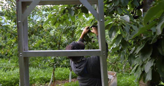 A man picking lapins cherries in cherry orchard. Rear view of worker picking sweet black cherries and putting into the bucket