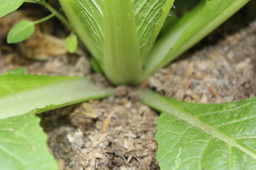 green plant, closeup of a plant