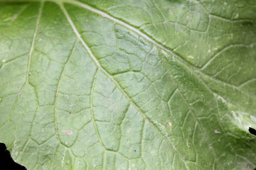 Real cabbage, young cabbage, young cabbage leaf, green leaf,