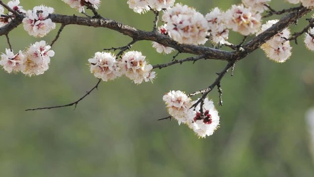 White flowers of blossom tree